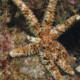 picture of Coscinasterias tenuispina