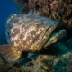 picture of Epinephelus itajara