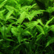 picture of Hygrophila polysperma