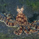 picture of Thaumoctopus mimicus