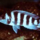 picture of Neolamprologus sexfasciatus