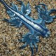 picture of Glaucus atlanticus