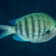 picture of Abudefduf margariteus