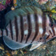 picture of Acanthurus polyzona