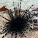 picture of Echinothrix diadema