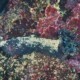 picture of Holothuria cinerascens