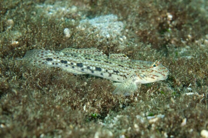 Istigobius decoratus