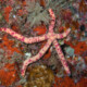 picture of Linckia multifora