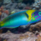 picture of Thalassoma genivittatum