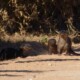 picture of Lontra longicaudis