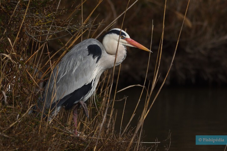 Ardea cinerea