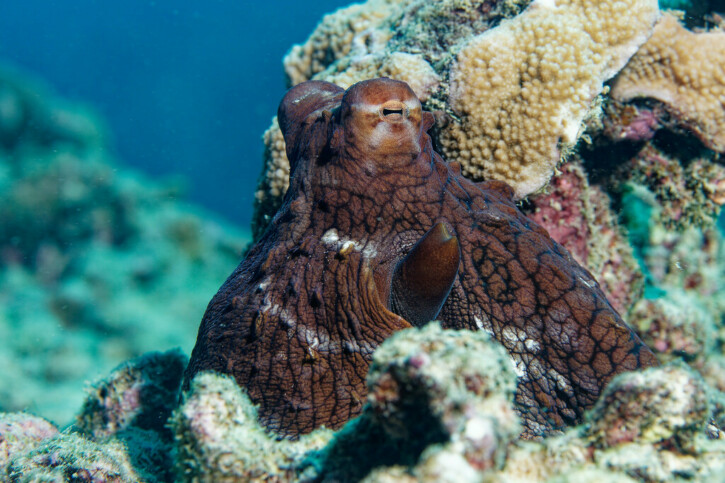 Octopus cyanea