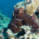 picture of Octopus cyanea